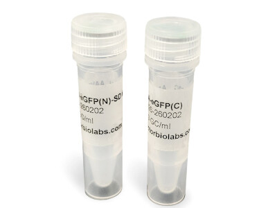 Dual AAV-GFP Controls